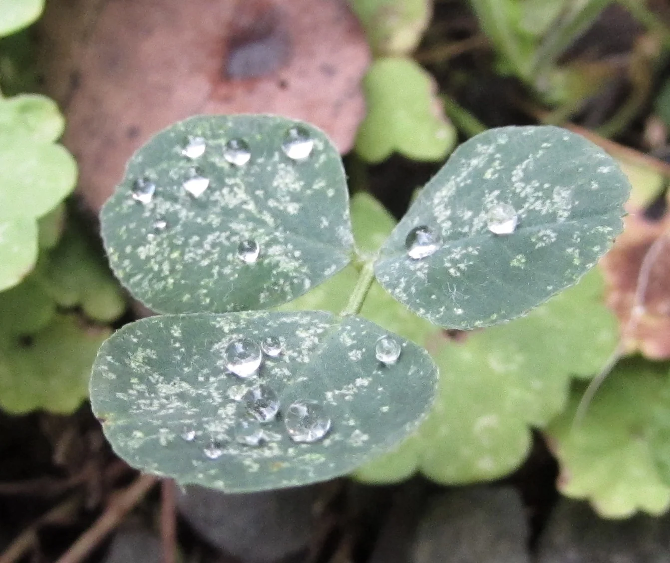 Facing Reality and the Need to Recalibrate Sequester-Impacted IT Projects