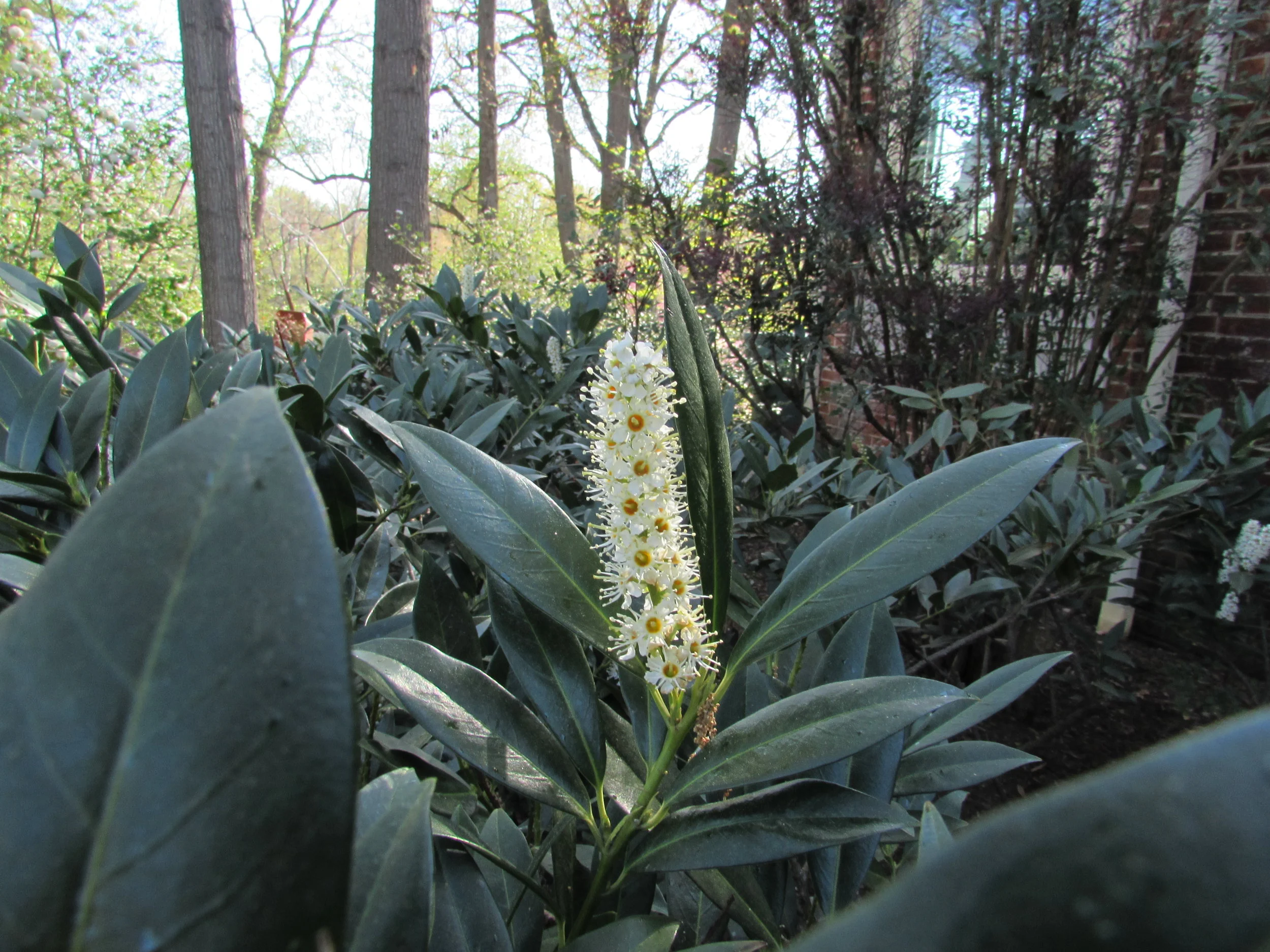 Using Social Networking to Support Local Energy Management and Conservation