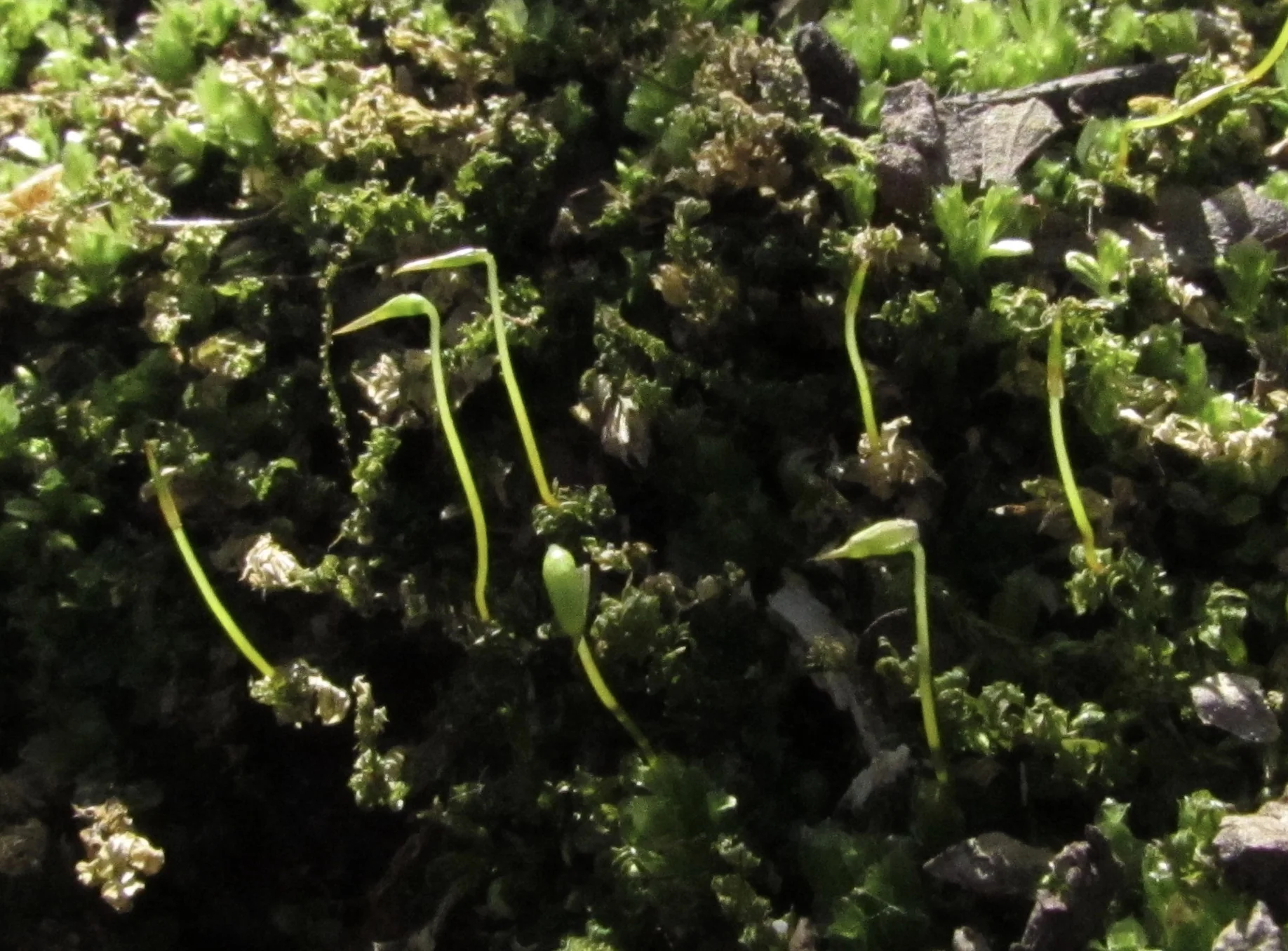 How Project Management Roles Impact Use of Mobile Technologies