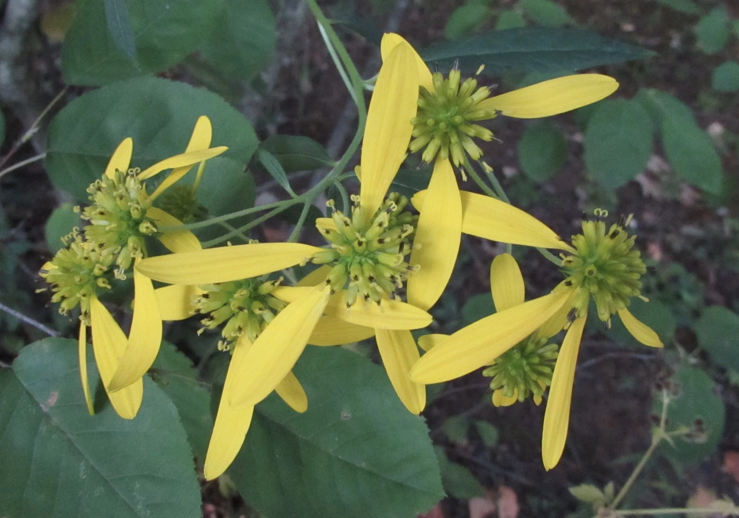 Should We Be Able to Buy and Sell our Personal Financial and Medical Data?