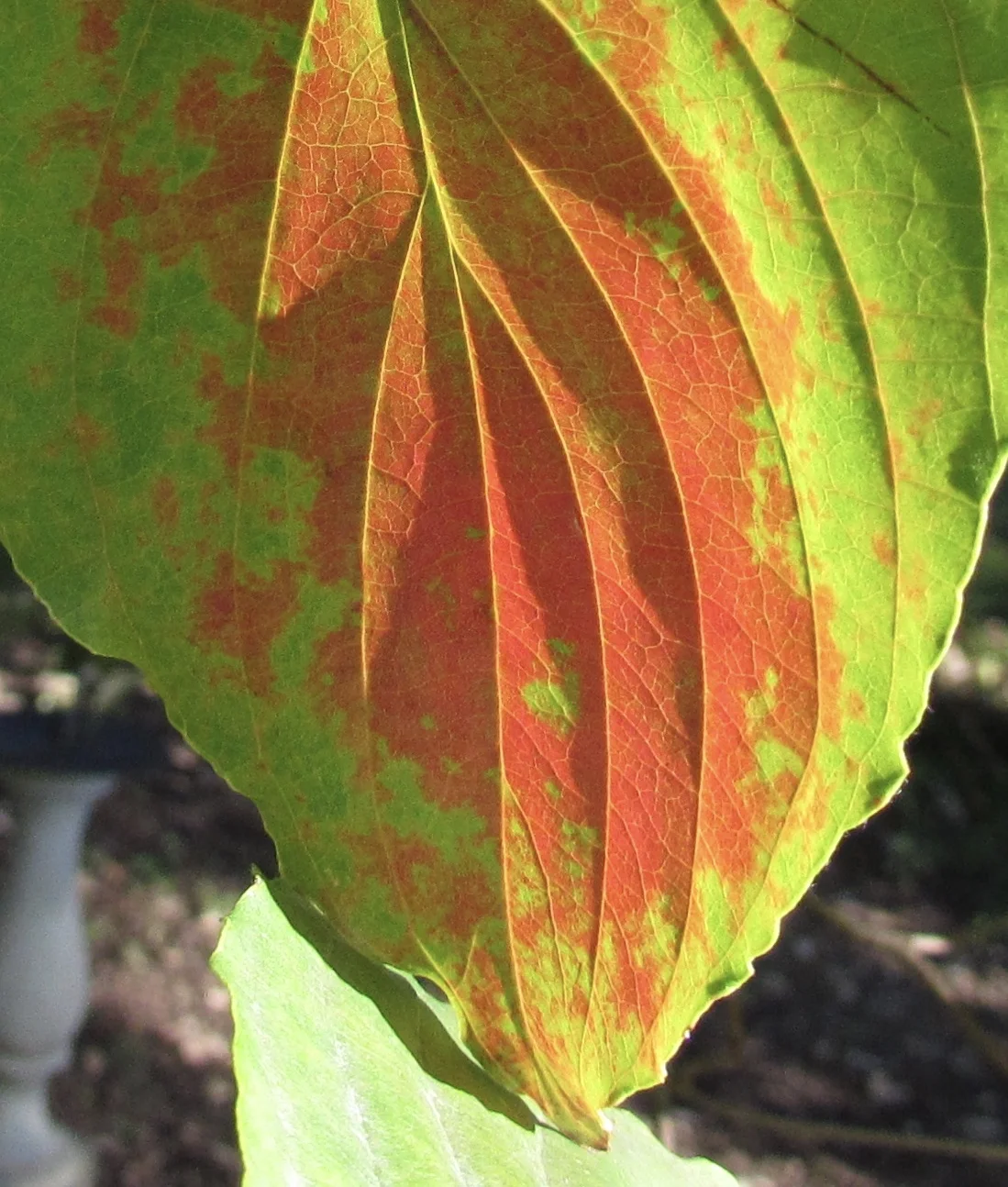 More Thoughts on Developing a Social Network "Portable Relationship Map" Standard