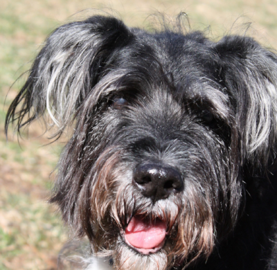 Our dog Mac