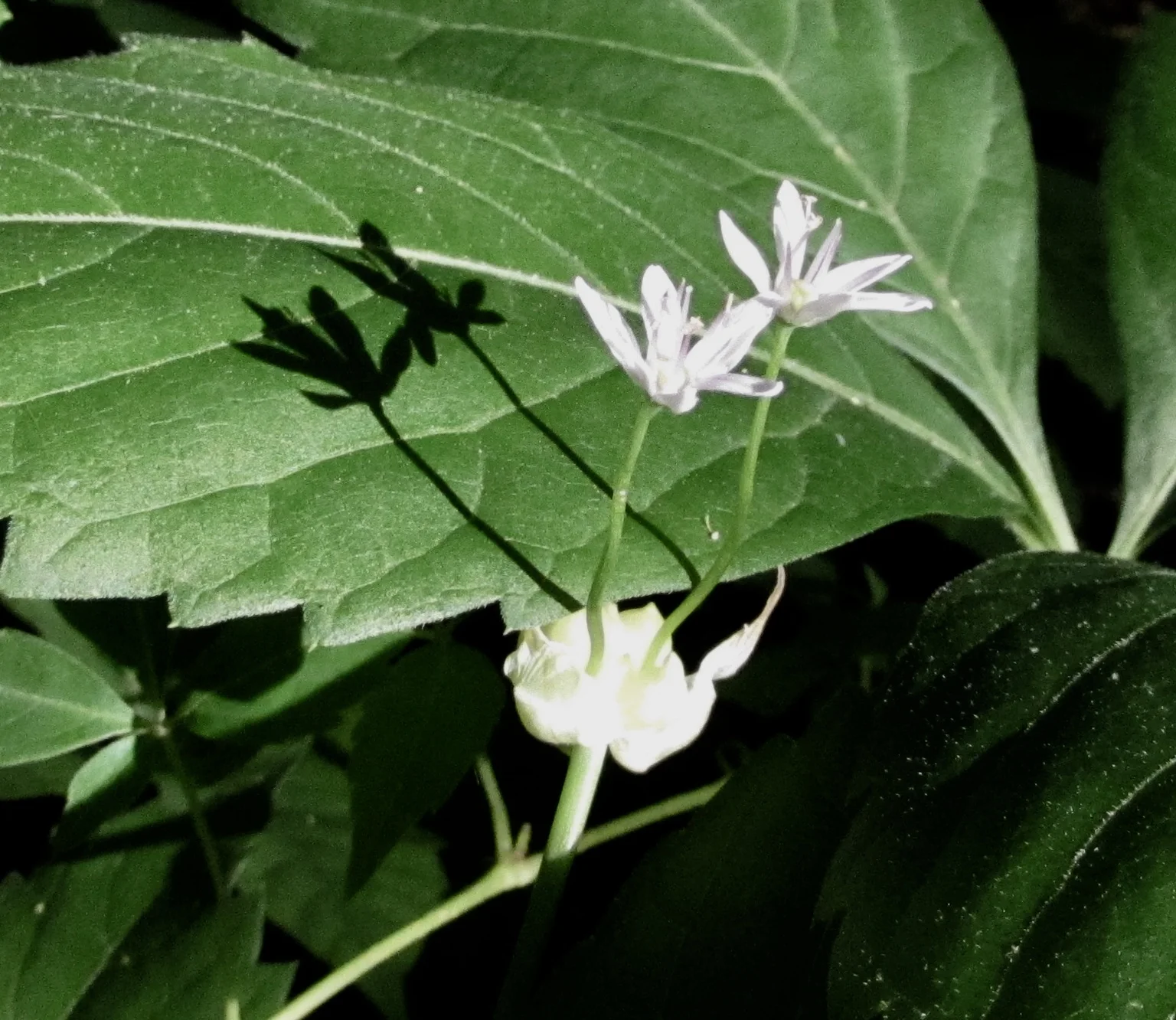 Facing Data Analytics Disillusionment