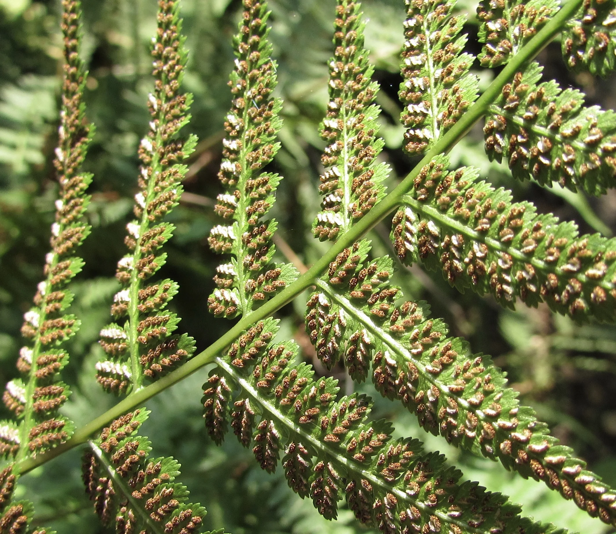 Leo Laporte's Response to Social Media Decay