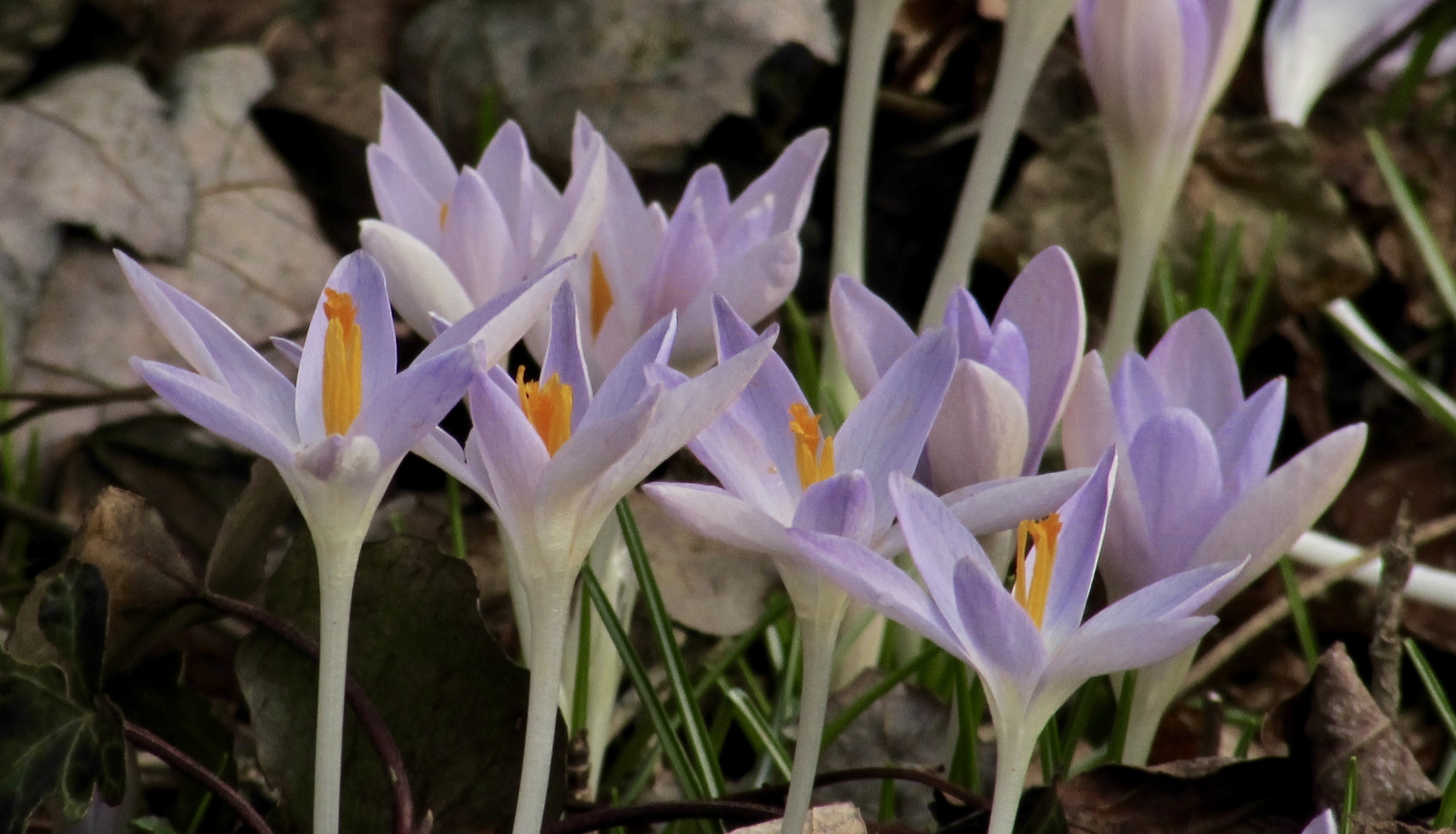 Washington Post Digital Scrapes iPage Bottom