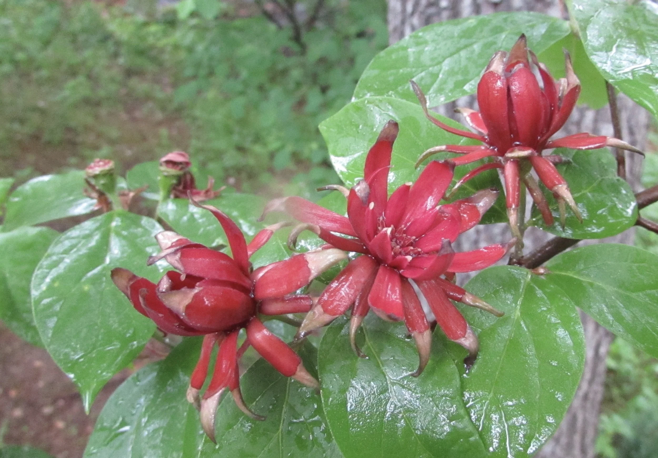 NAME WITHHELD asks about Web 2.0 for Disaster Planning &amp; Response