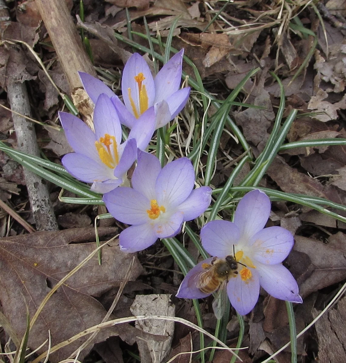 Higher Education Act Reauthorization Requires Colleges to Subsidize Copyright Anti-Piracy Efforts