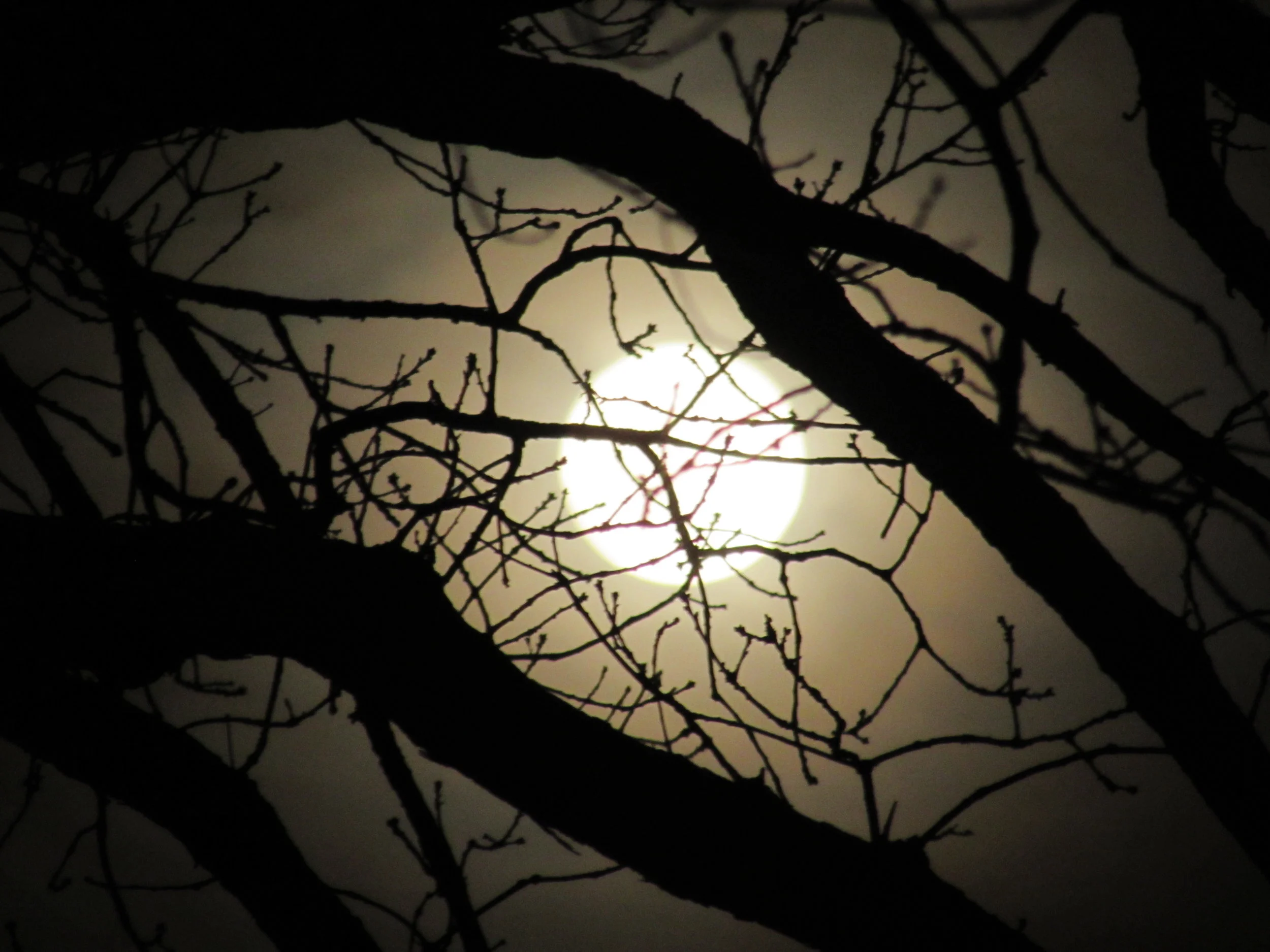 In Health Emergencies, One Knowledge Management System Cannot Rule Them All