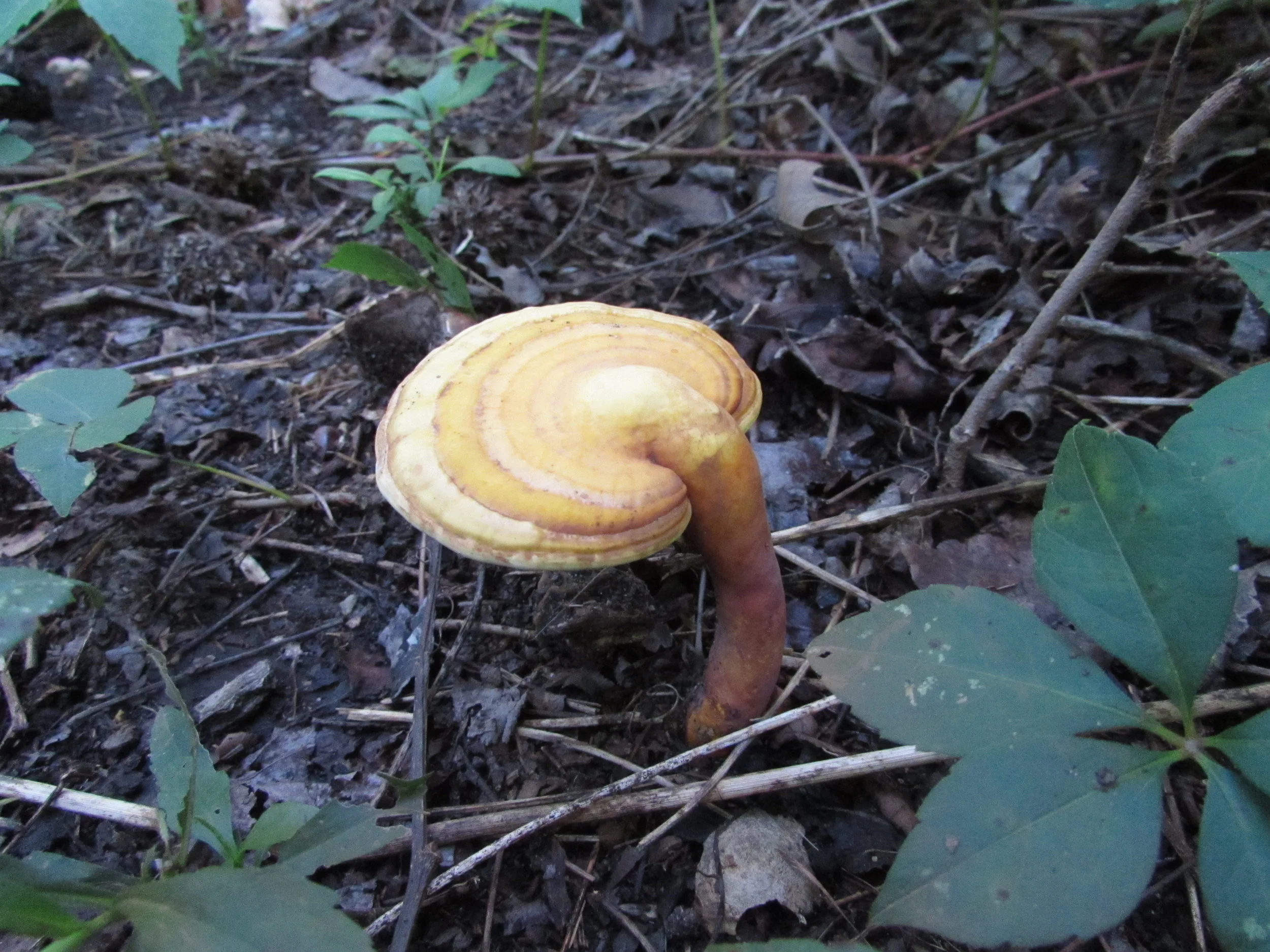 Old Media Versus Social Media in Emergency Situations