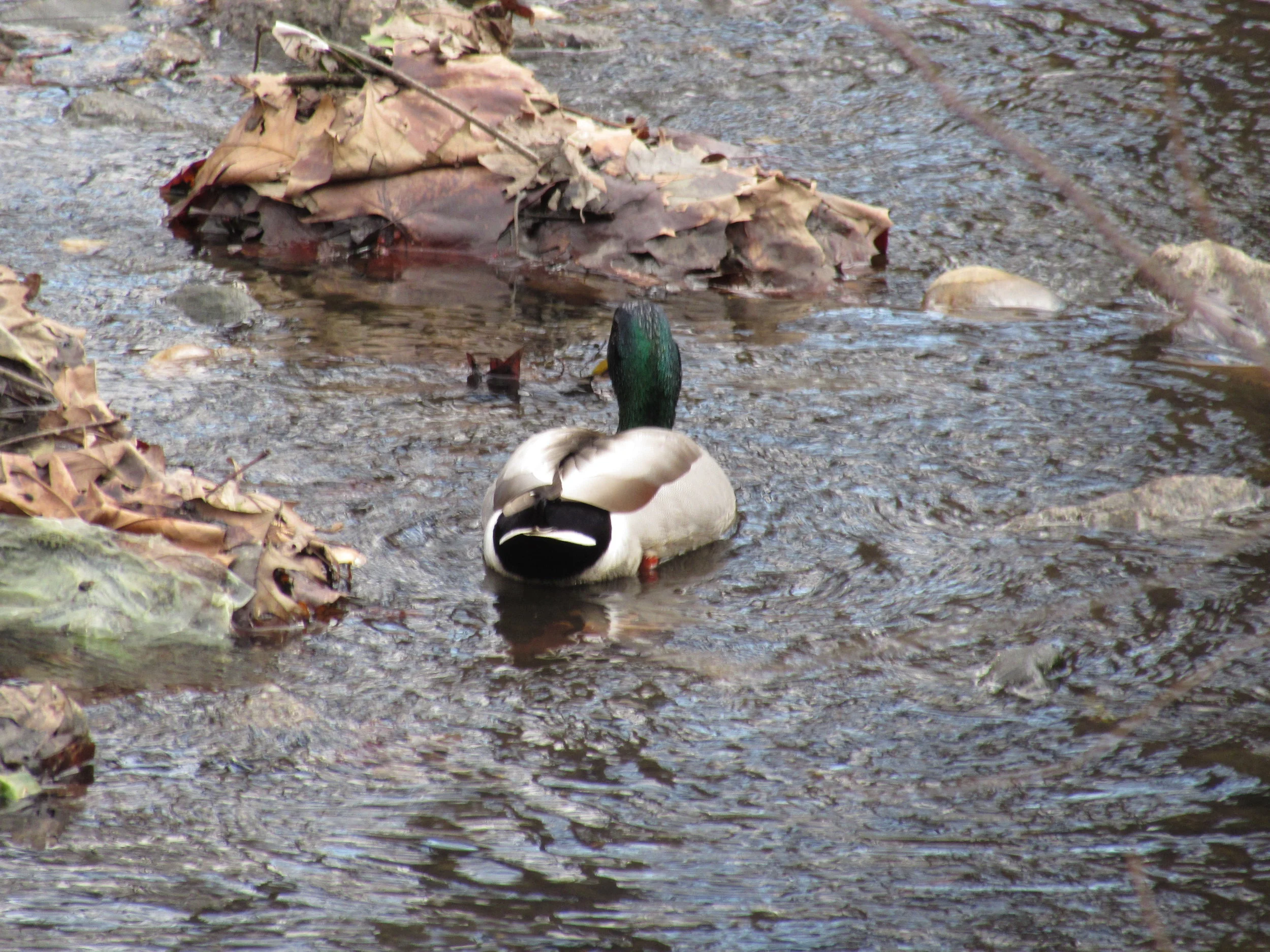 A Variety of Disaster Response Communication Options