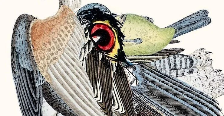 Jeff VanderMeer's "THE STRANGE BIRD: A BORNE STORY"
