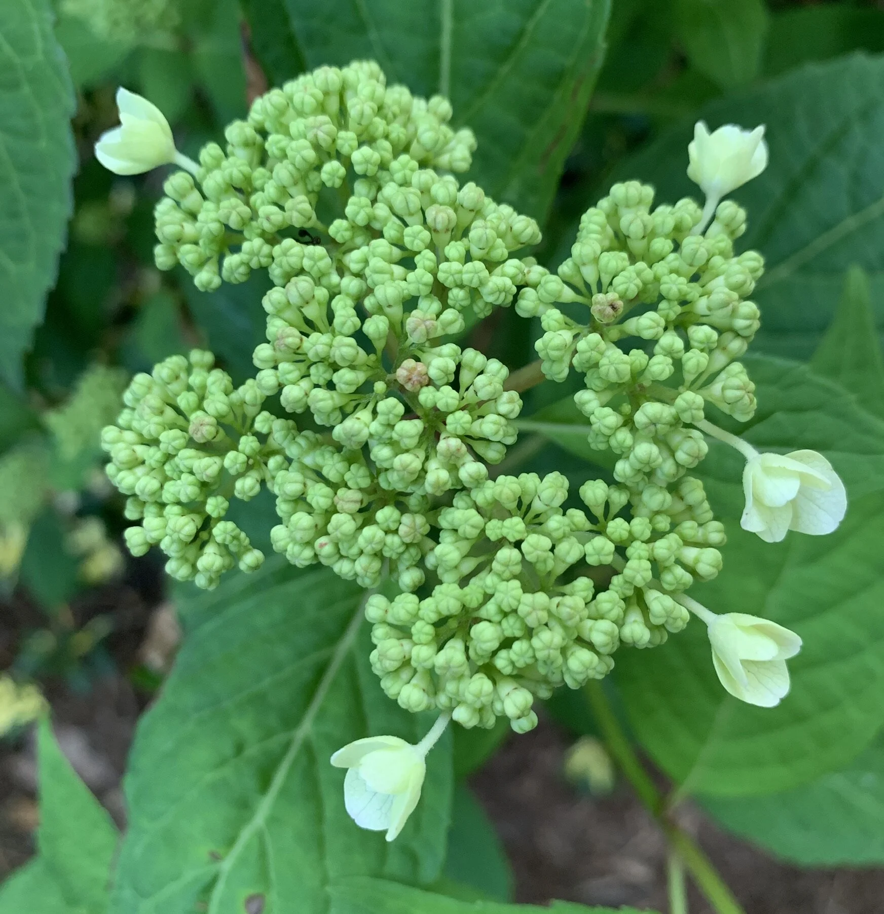 Apple, Samsung, Design Patents -- and Textile Design Piracy