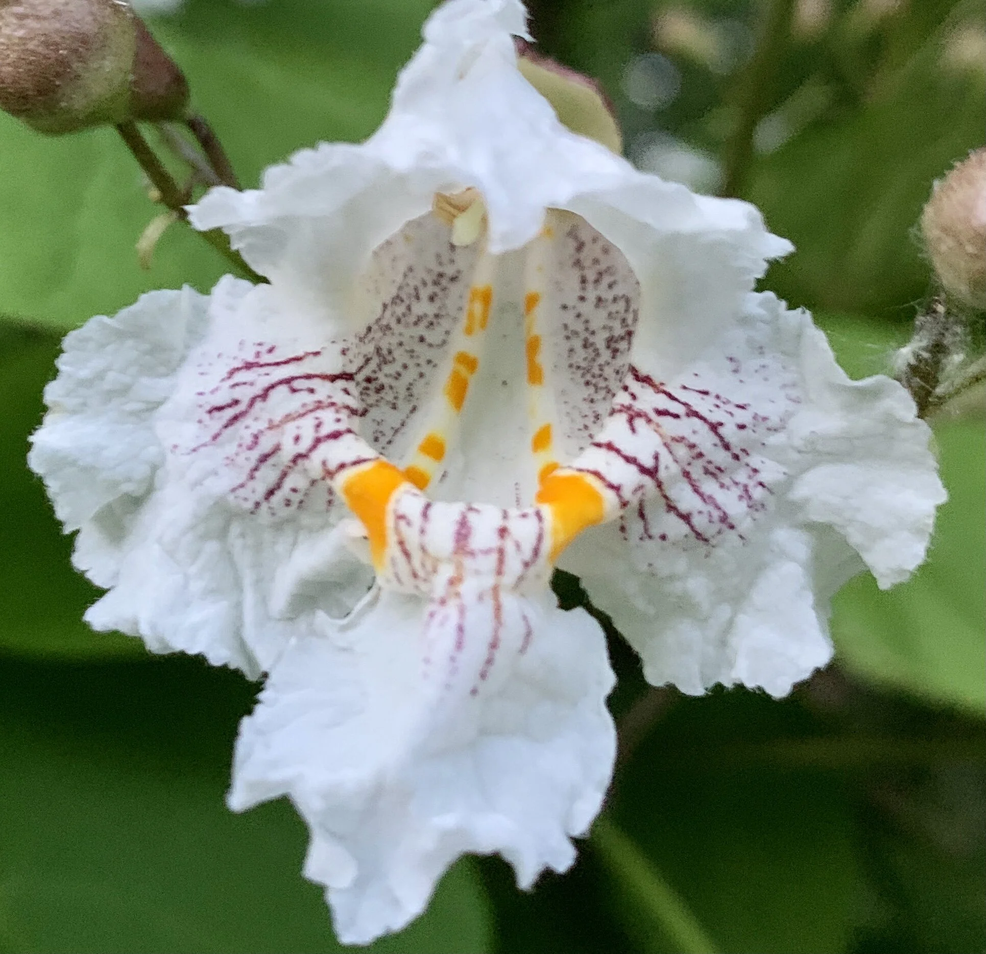 Content May Not Be King But It Still Behaves Like Royalty