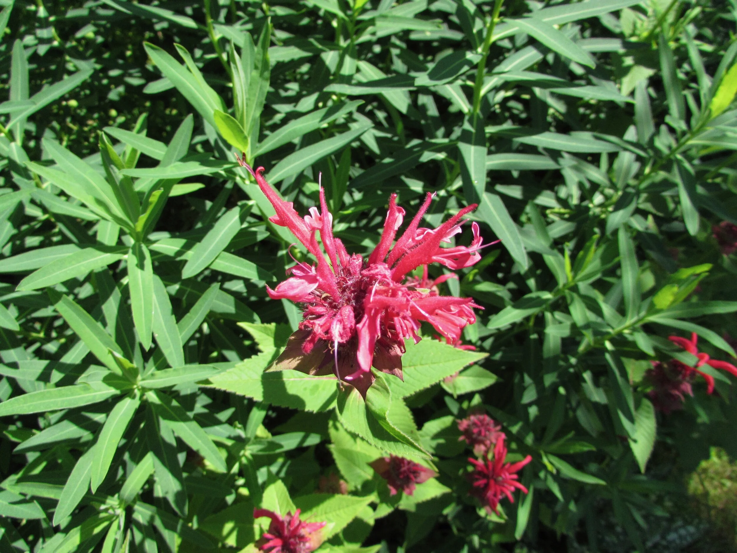 Who Cares About Digital Government Services?