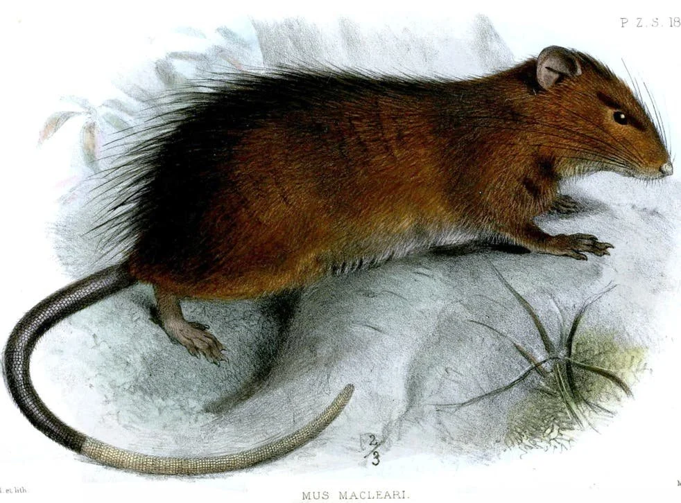 Making a Perfect Clone of an Extinct Species is Difficult. So What?