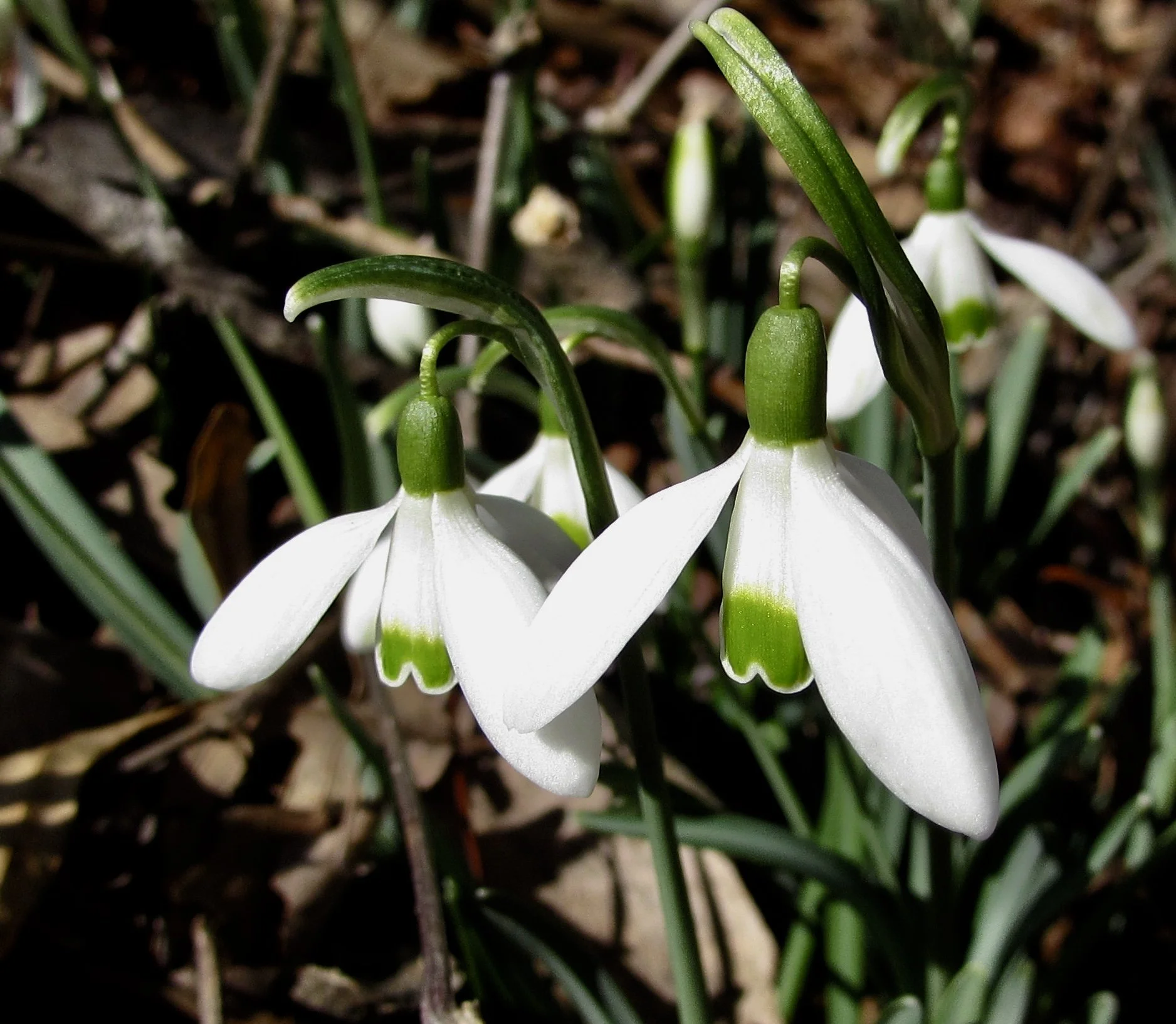 Amazon DOES publish "copy protection" information, after all