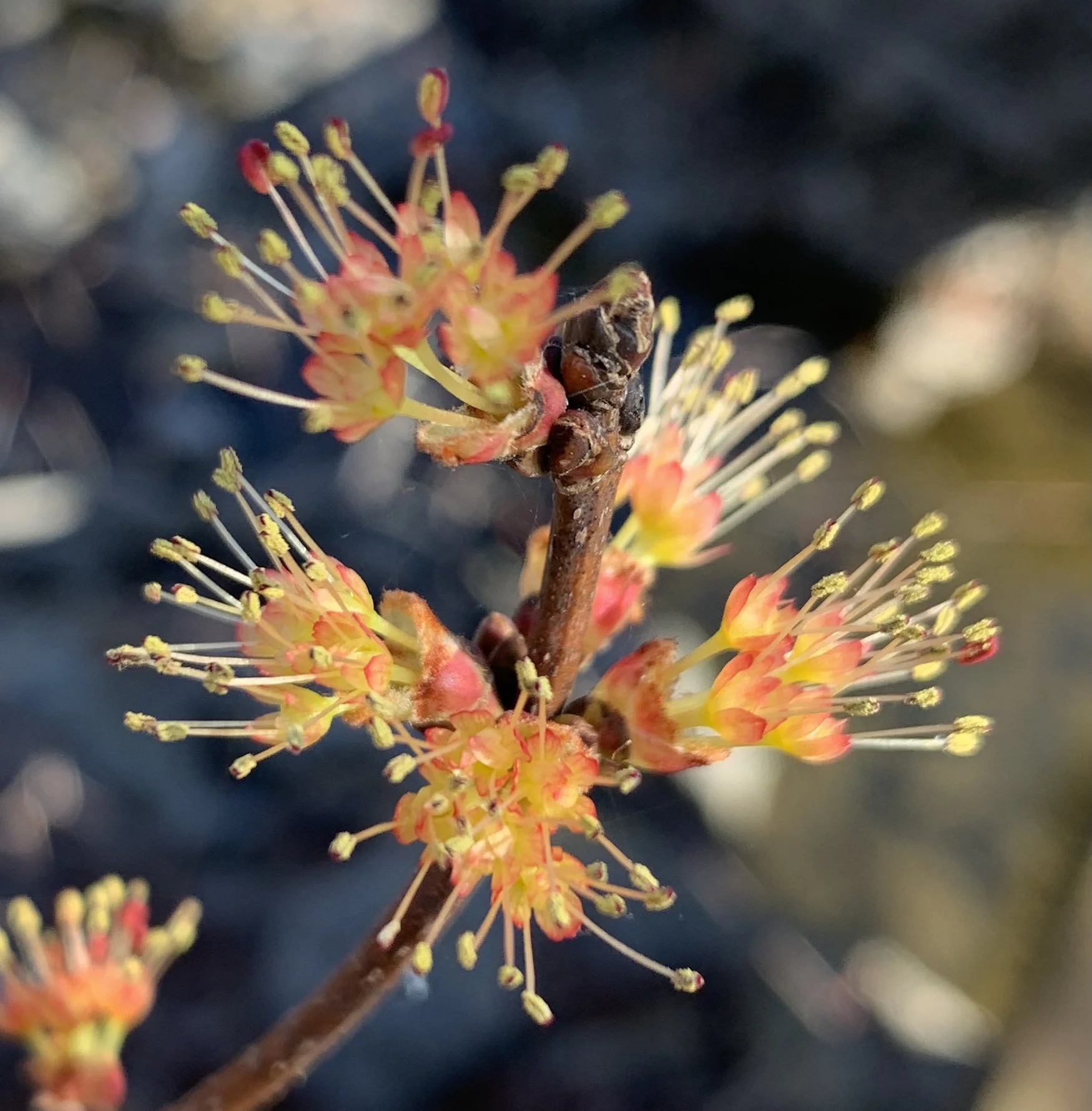 Comments on the Federal Web Managers Council's "Putting Citizens First" White Paper