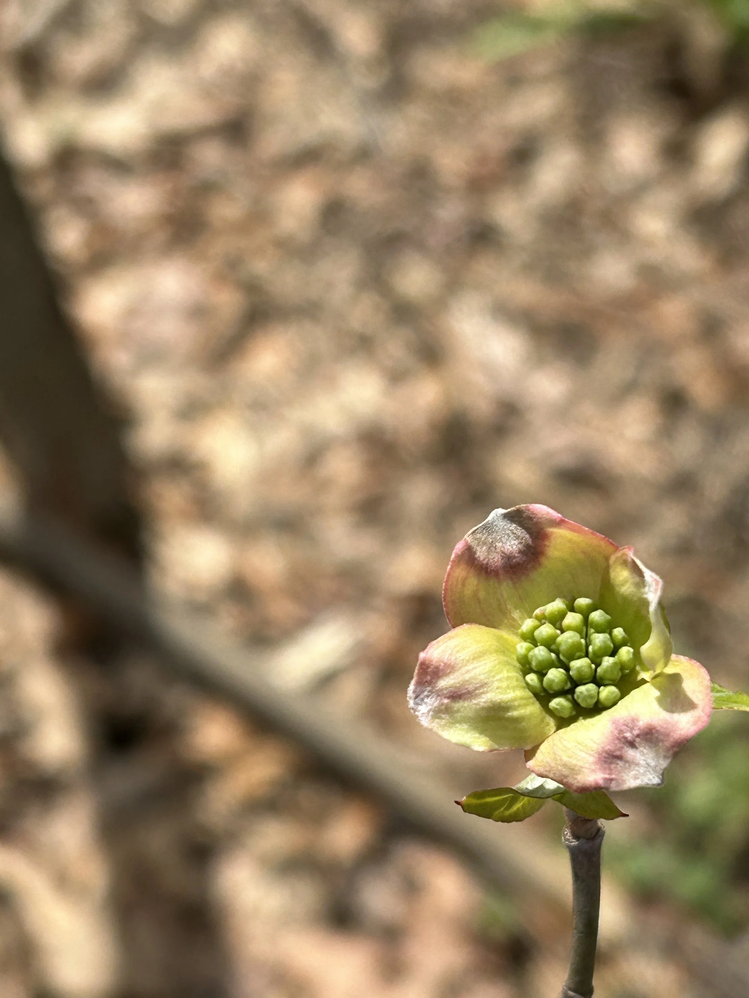 Challenges Facing Development of a DoD "Web 2.0 Policy"