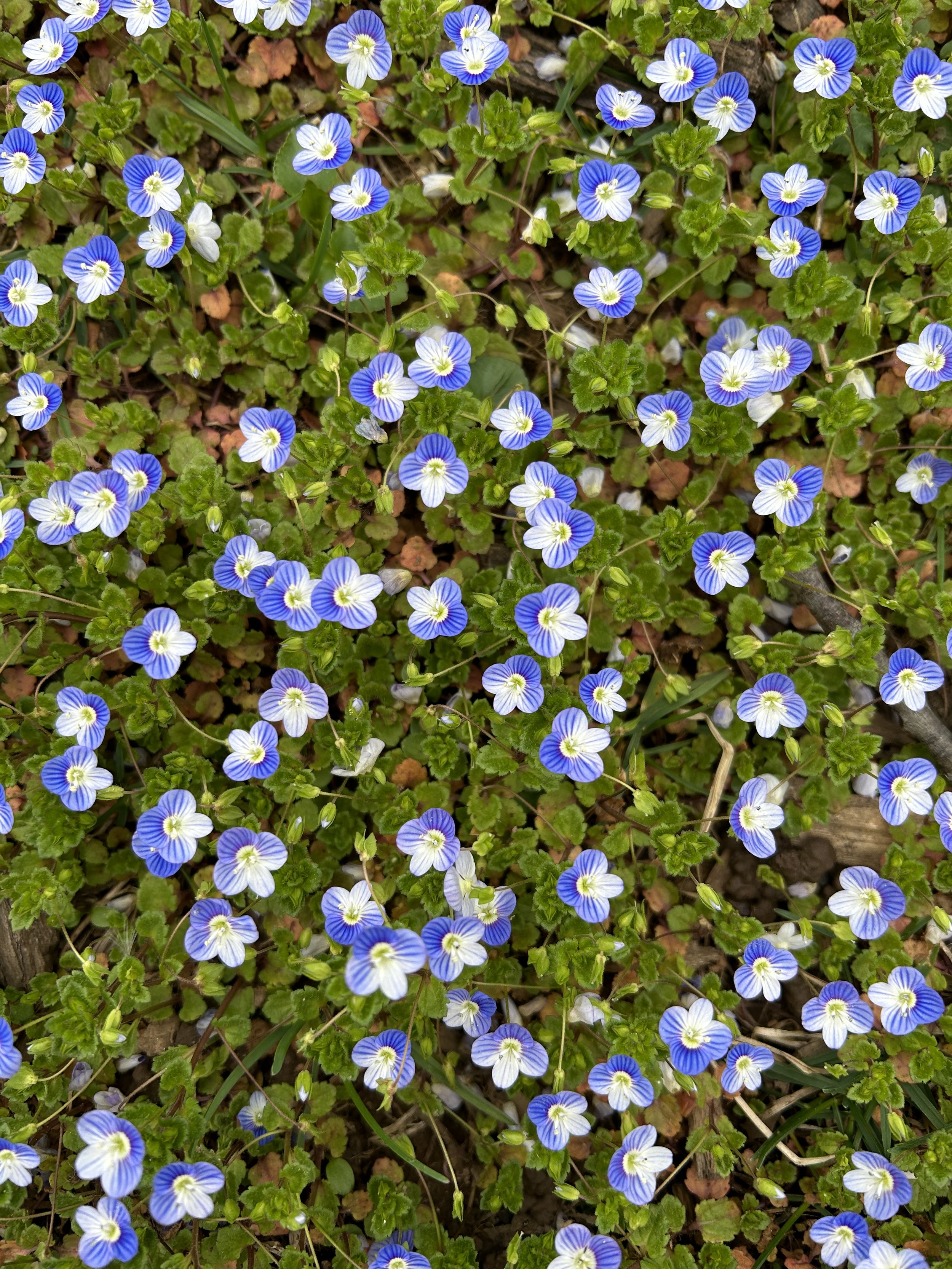 Are Federal Acquisition Practices Accelerating the Move of Government Computing to the Cloud?