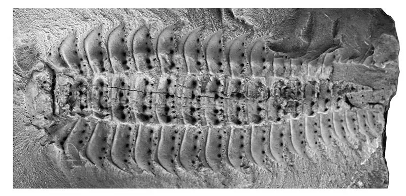  8-Foot Millipede Fossil: A Window to Earth's Past and Beyond
