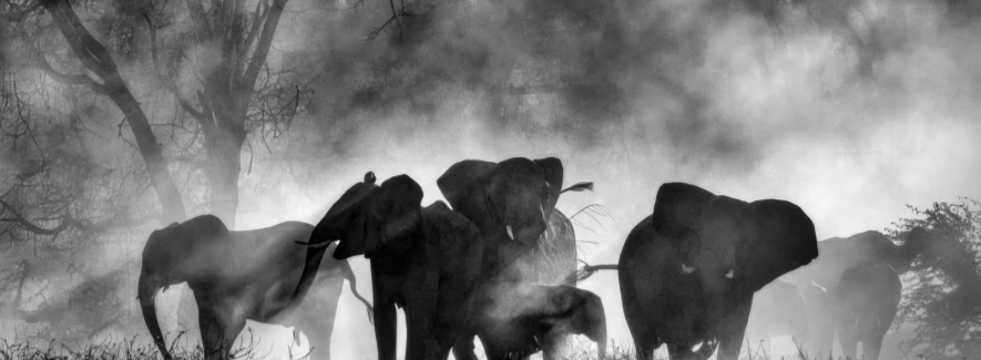 Werner Herzog's "Ghost Elephants"