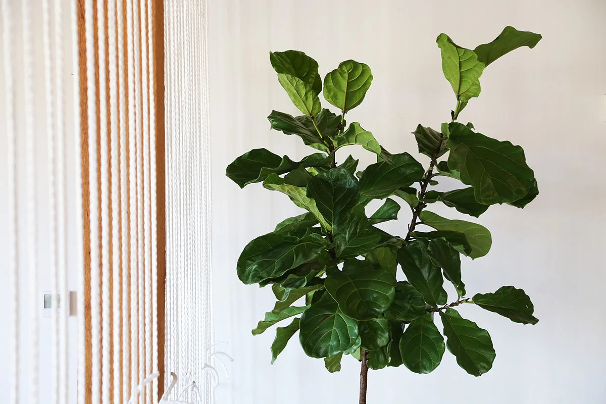 plant.jpg