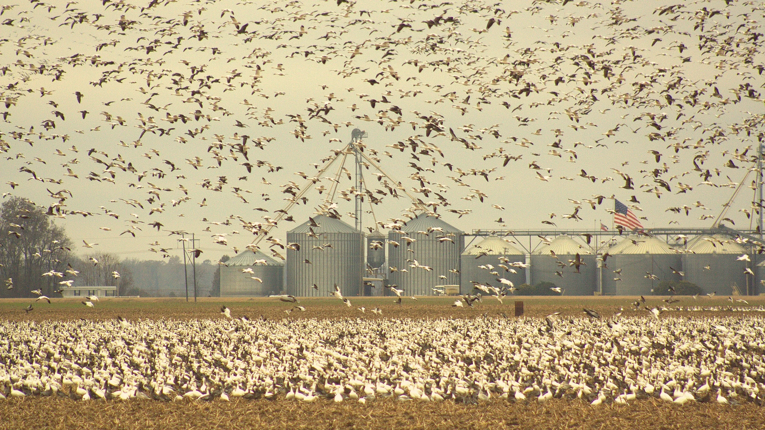 Snow geese in mississippi