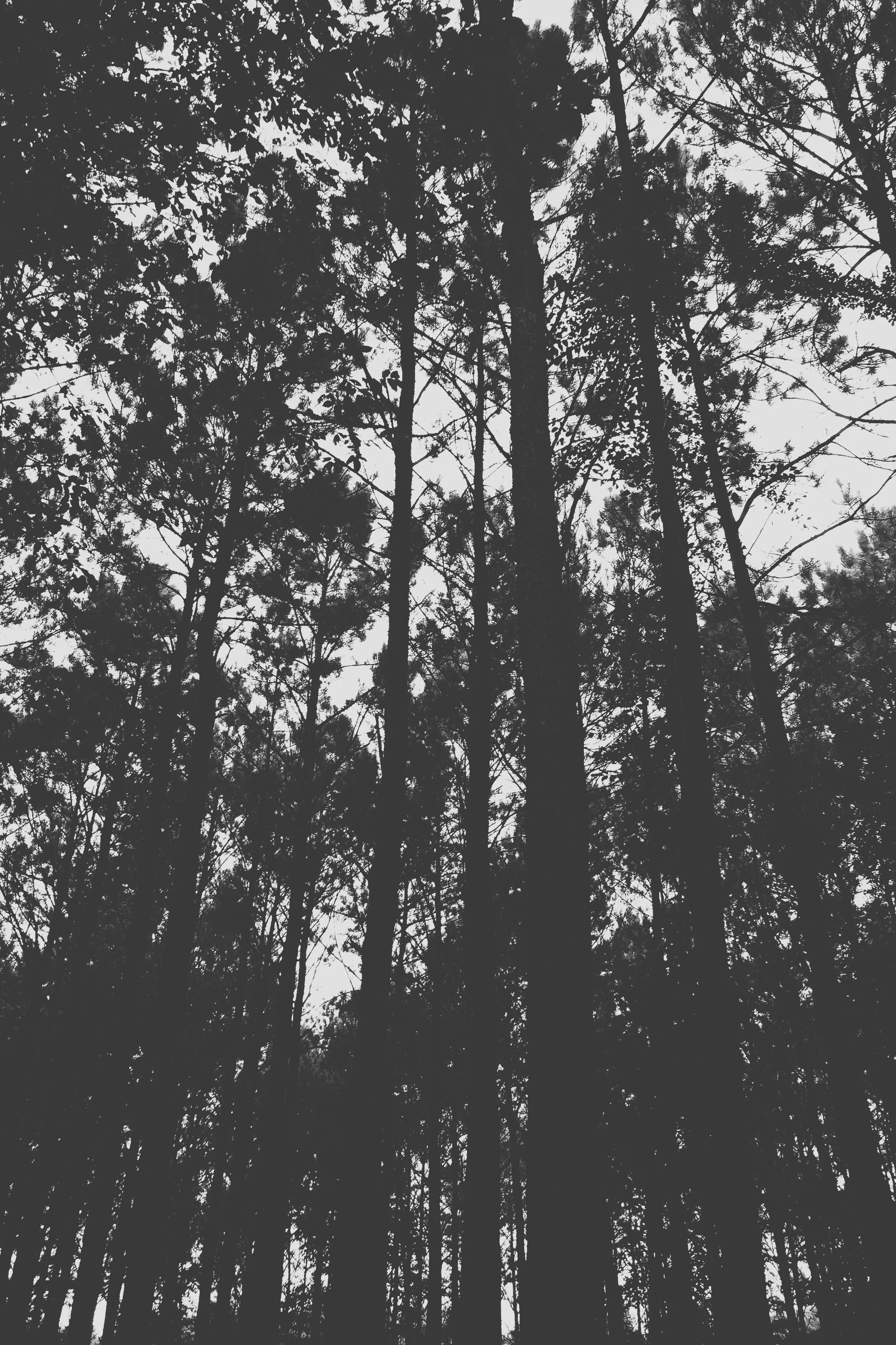 Mississippi Pines