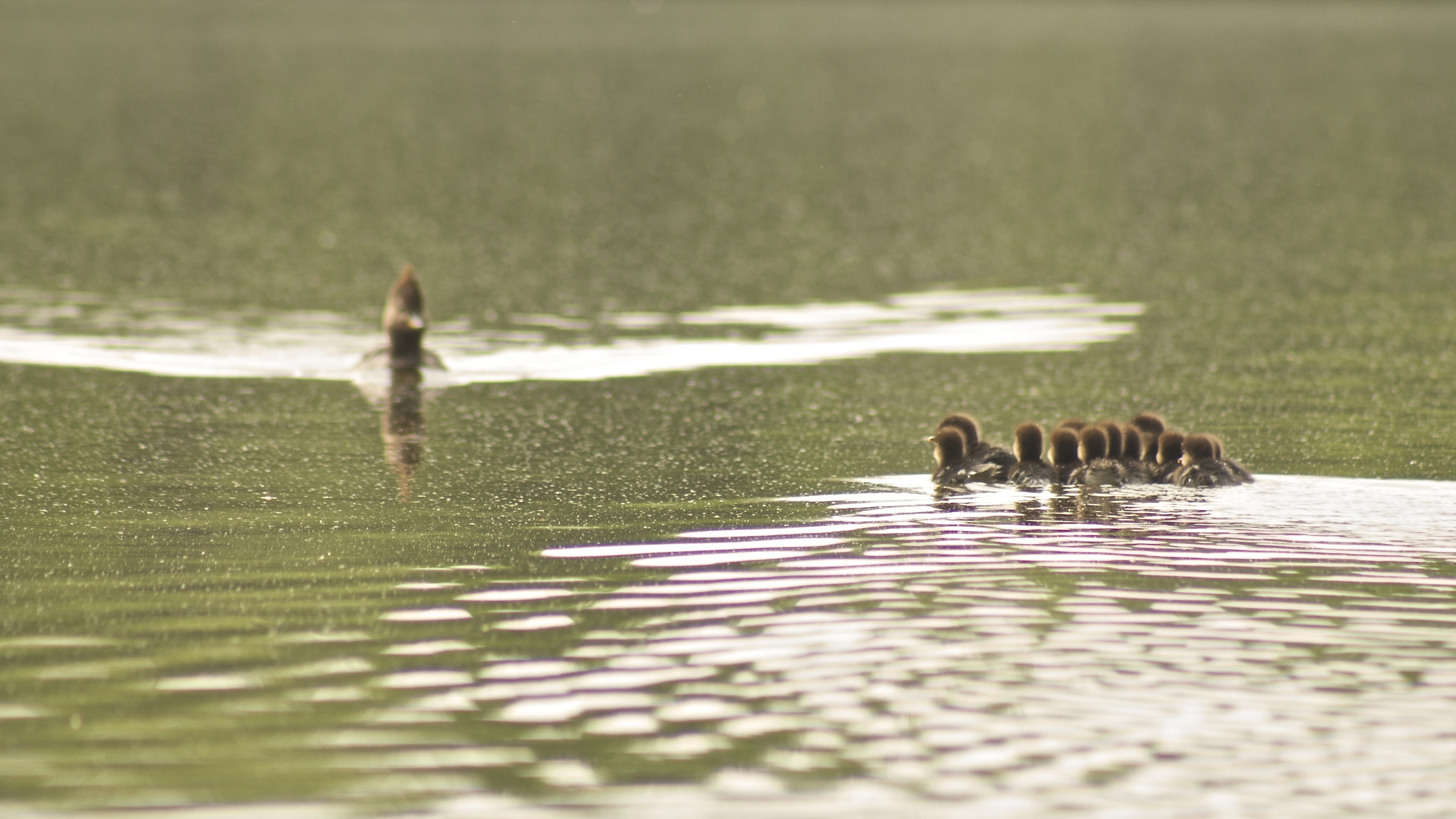 Ducklings first swim