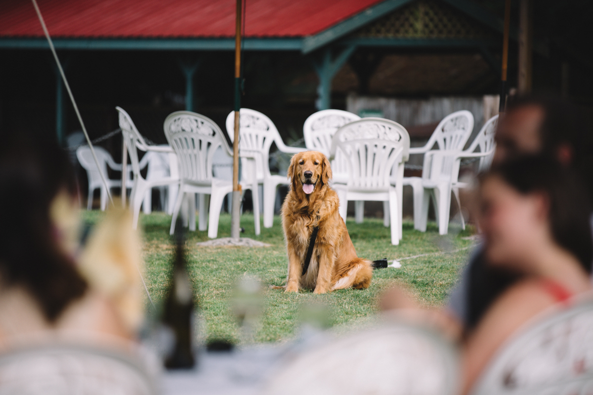 A dog at the wedding reception The Guild King Francis Park Forest wedding ceremony Vancouver Island