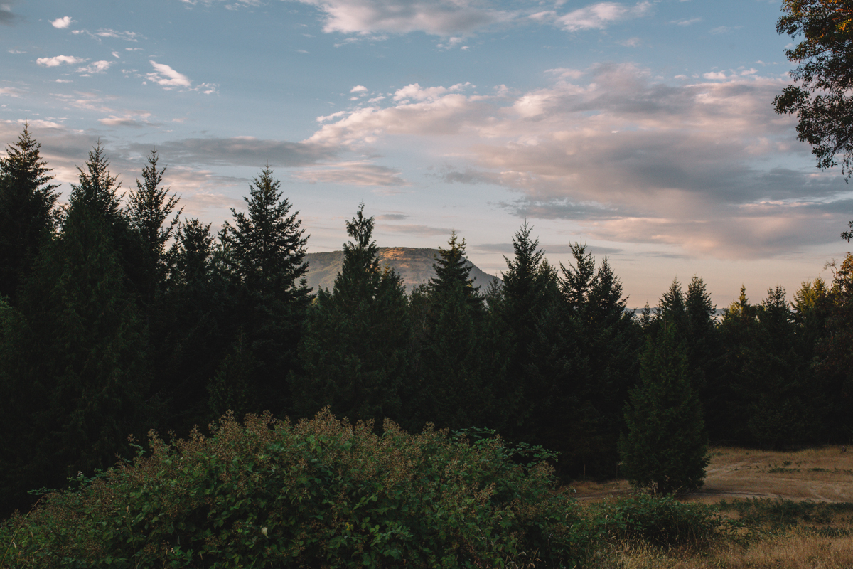 The Forest Landscape in the wedding venue King Francis Park Forest Wedding Ceremony Vancouver Island