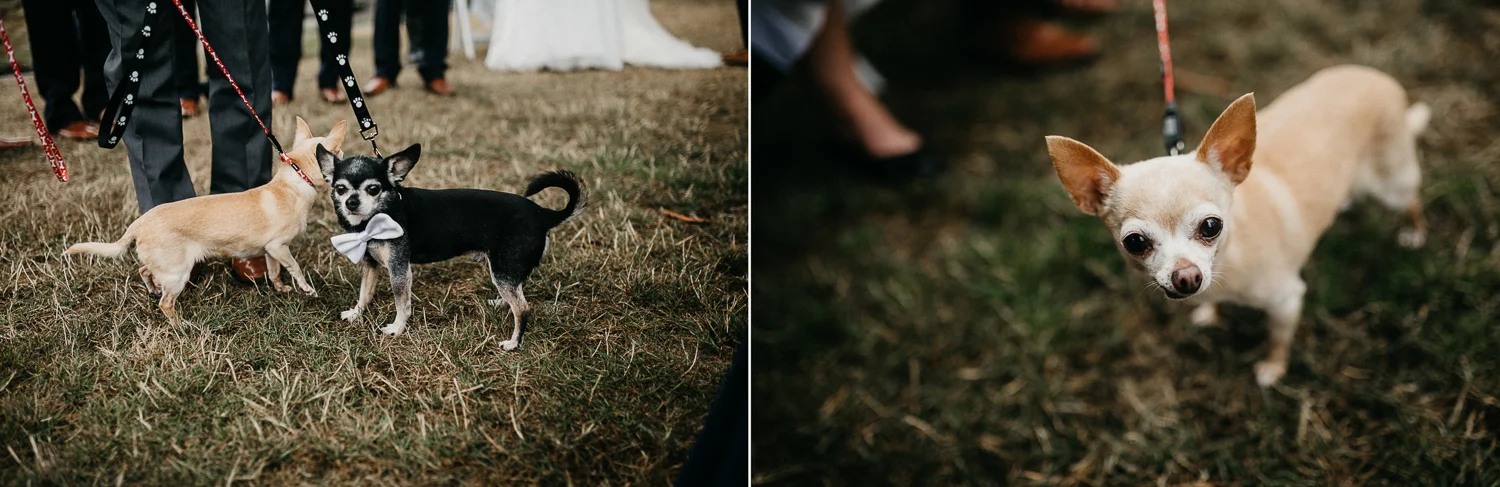 Dogs at Galiano Inn Wedding photographer
