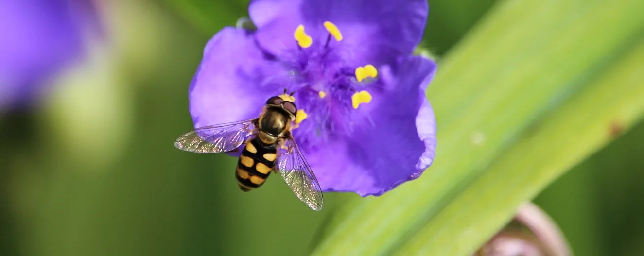 The world is an oyster