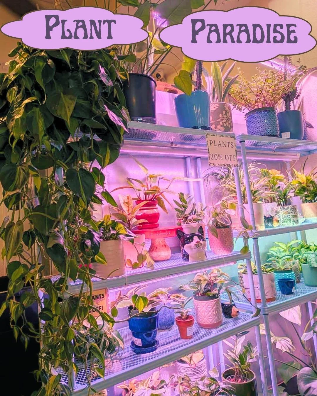 If you&rsquo;re tired of all the plants outside being sad and dead? Me too. You should come inside and check out all of our beautiful, living, plants!! Now 20% off!! Always remember, ✨there&rsquo;s no such thing as too many plants!😌

#manitou #manit