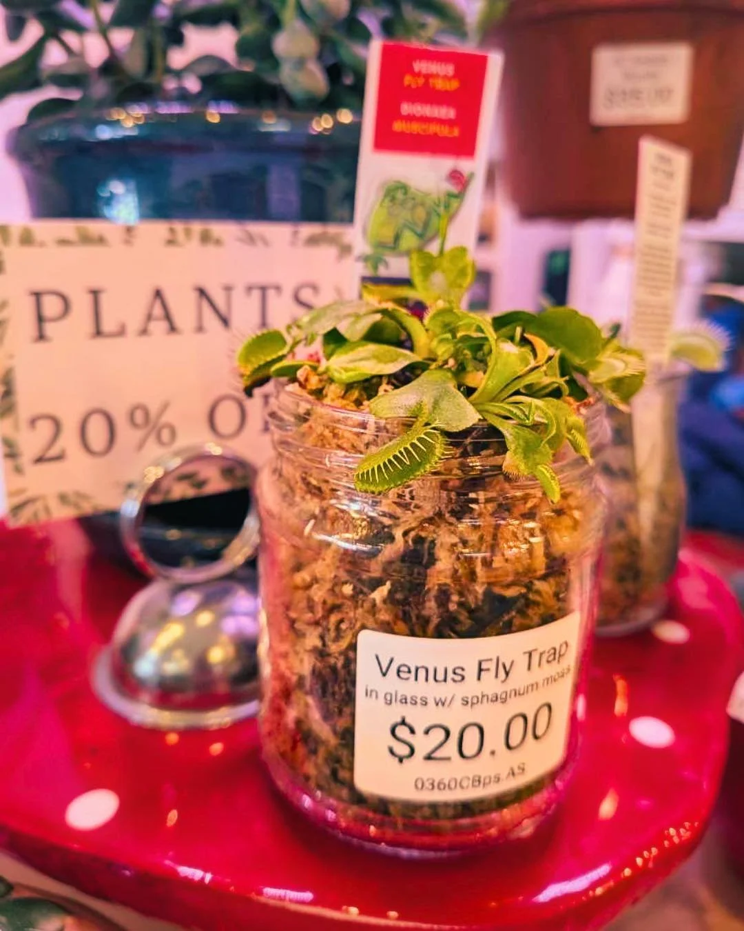 There are some new fun plants hanging around at Red Dog, like these beautiful Venus fly traps! Part plant, part pet, part bug killer!! 🦟❌🙅&zwj;♀️ (and check out that 20% off plant sign!!!)

#manitou #manitousprings #coloradosprings #coloradosmallbu