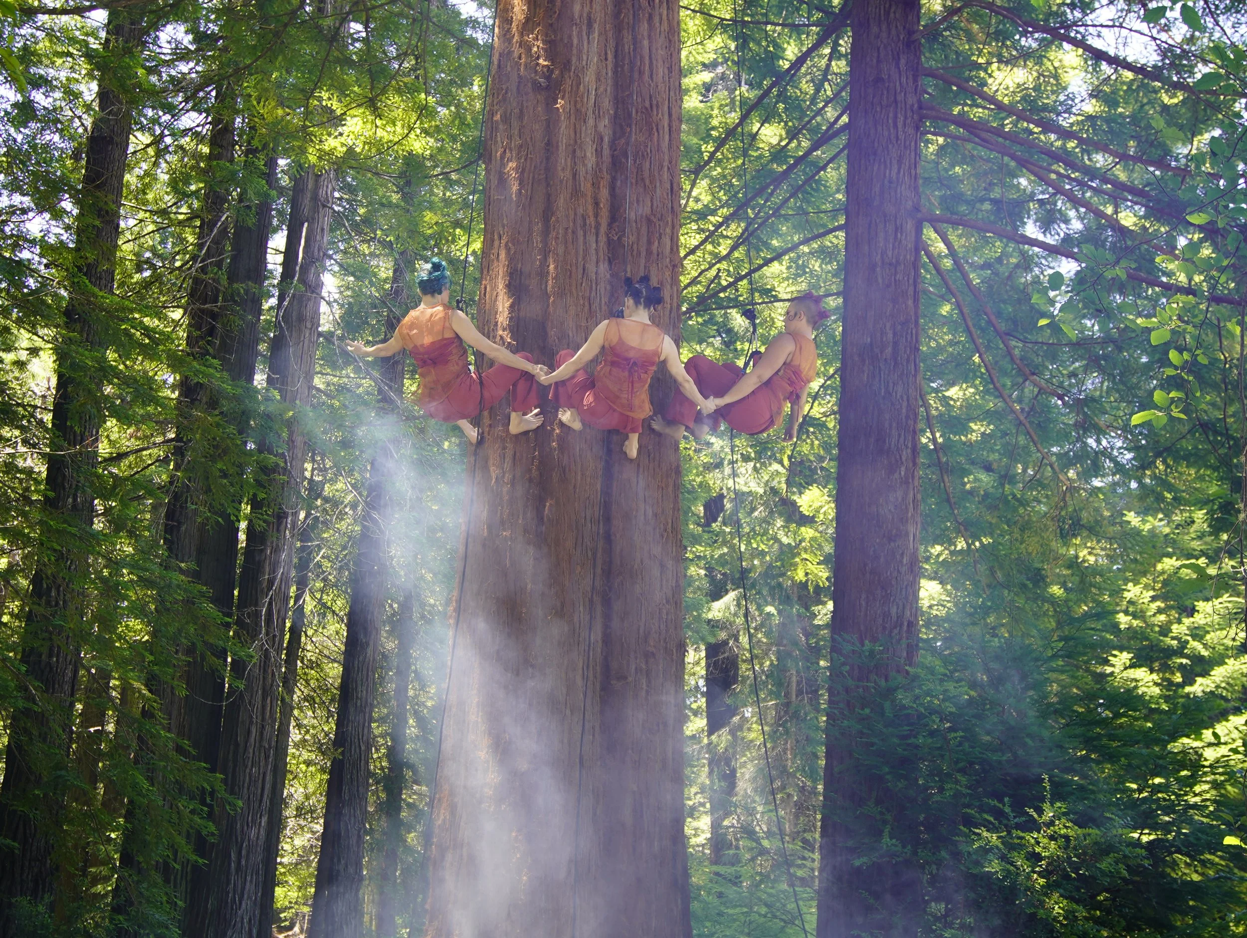  Red Wood, Blue Sky 