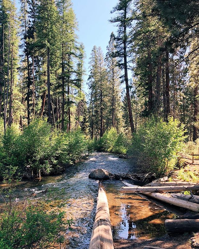 Still high off of these weekend forest-bathing vibes ✨🌲✨ #isthisreallife #thisisbend #drnaturemd