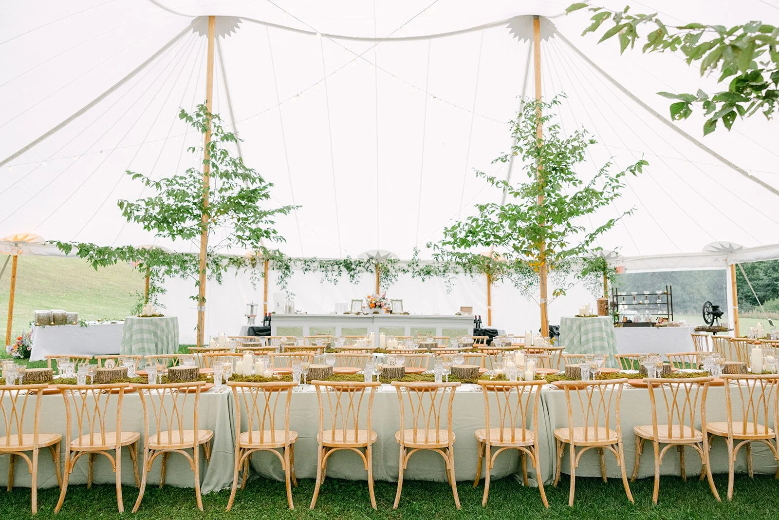 Weathered willow #3.jpg