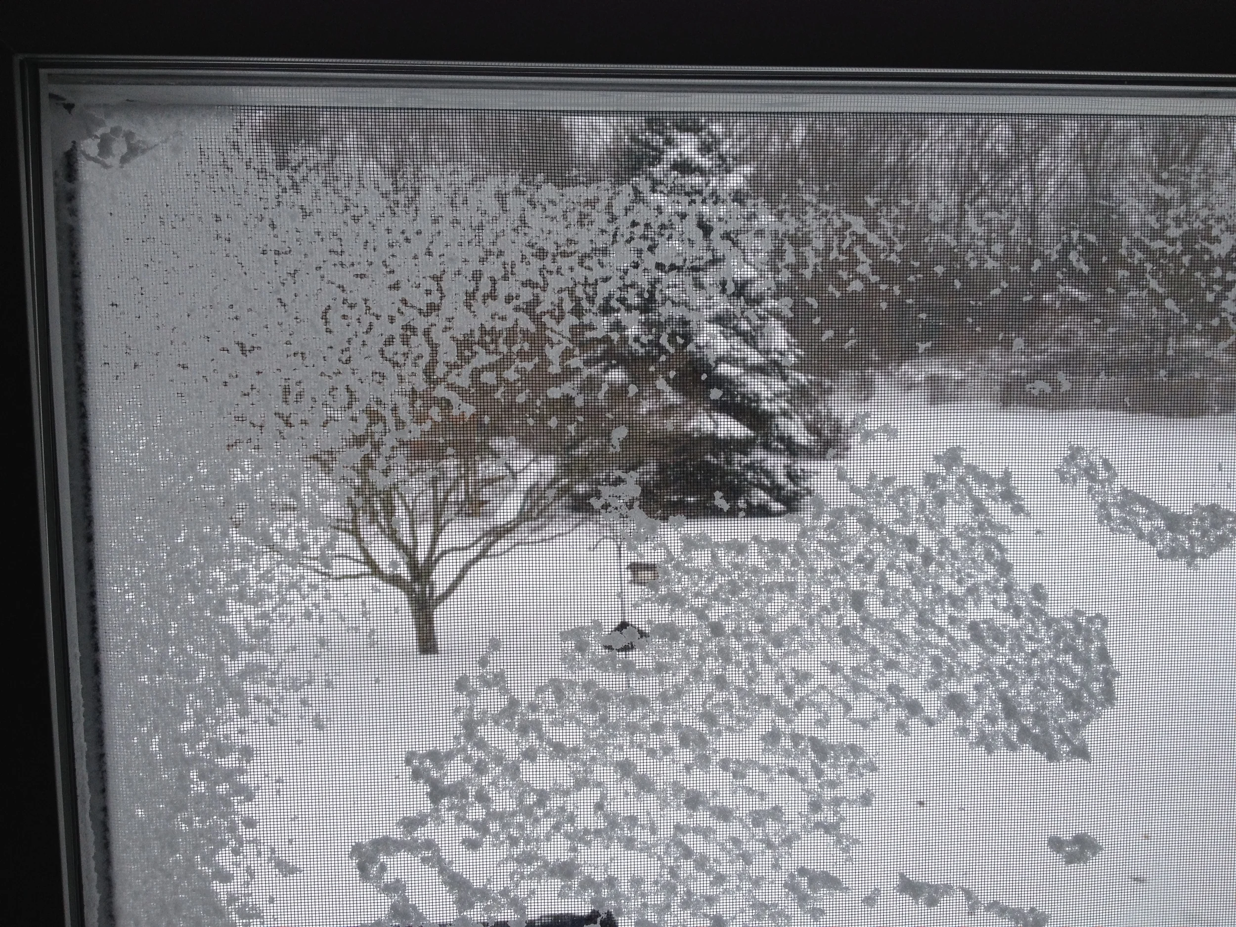 That’s how the window looked during the storm. (This is definitely the best photo caption of this blog post.)
