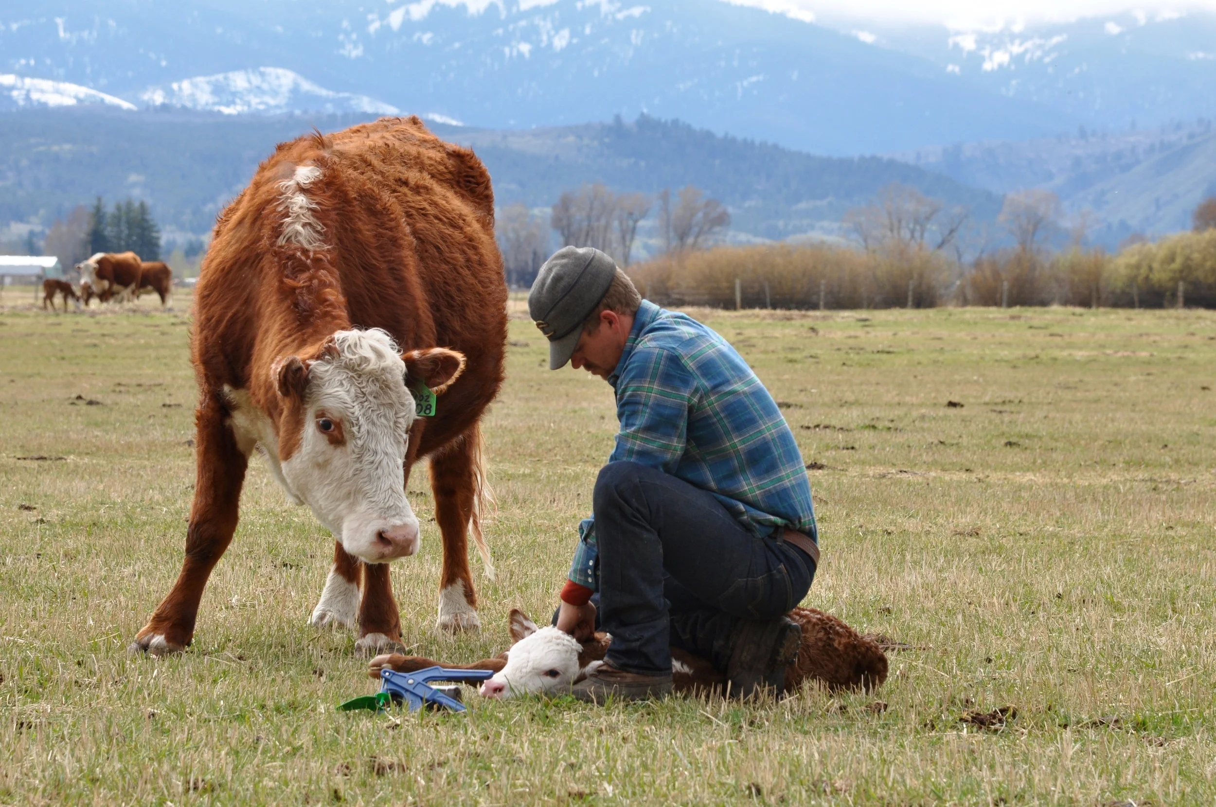 Spring on the ranch.