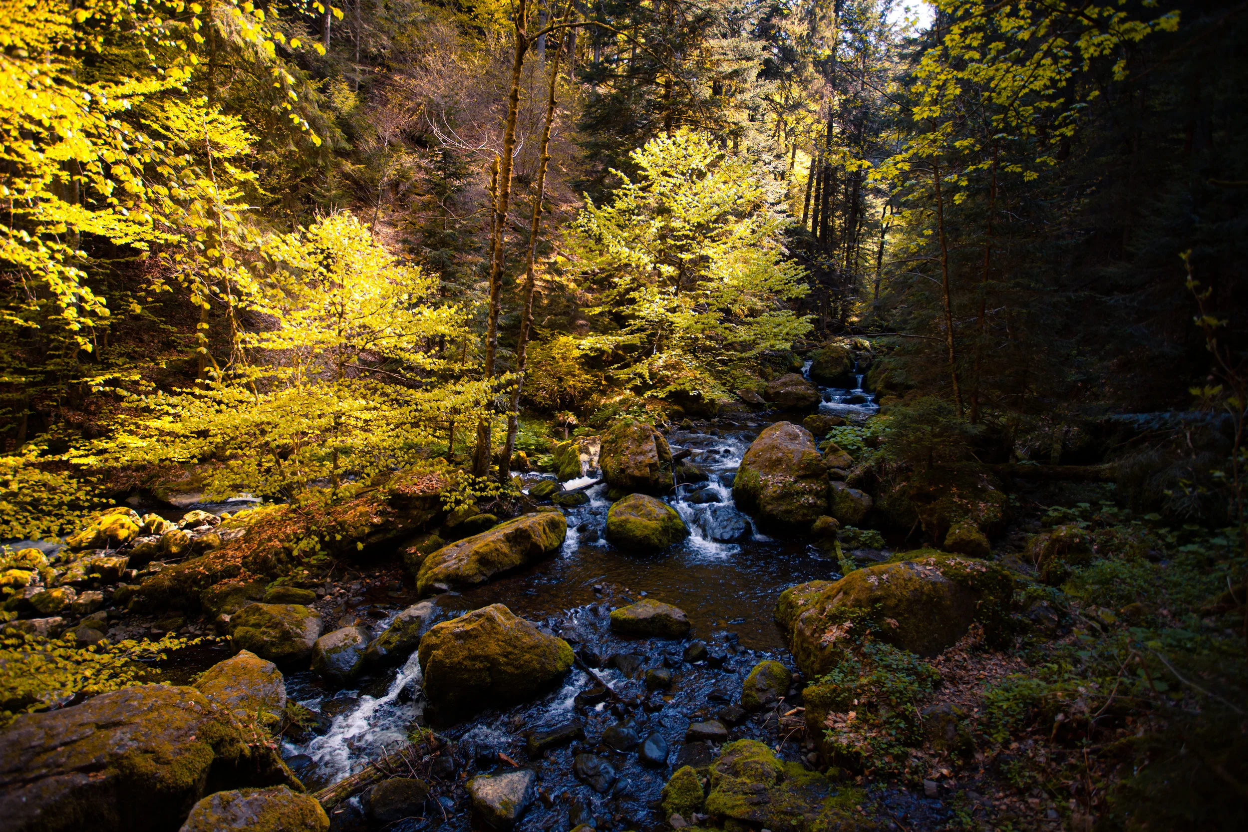 Before I Go, to All the Books I've Read