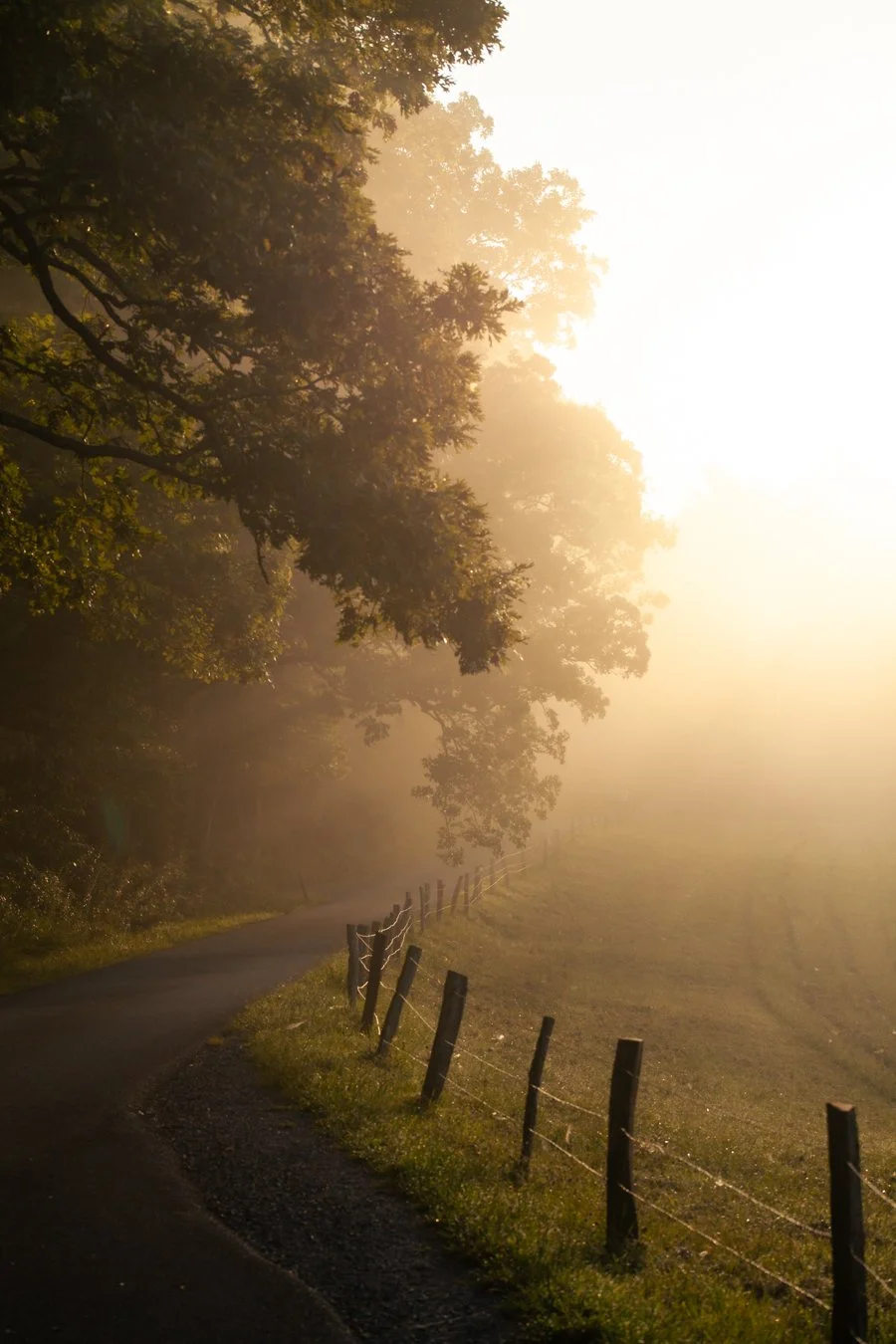 Even the Sparrow (On Psalm 84)