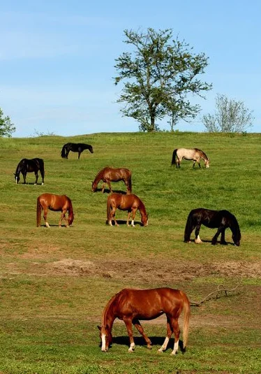 hillpasture.jpg