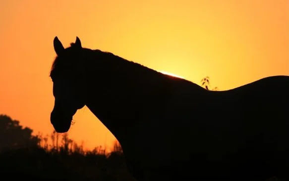 silhouette.jpg
