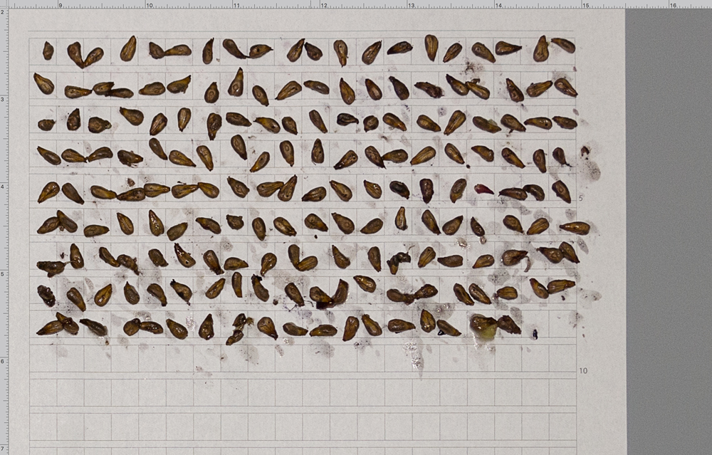 Grape Seed Grid Grid Front Page