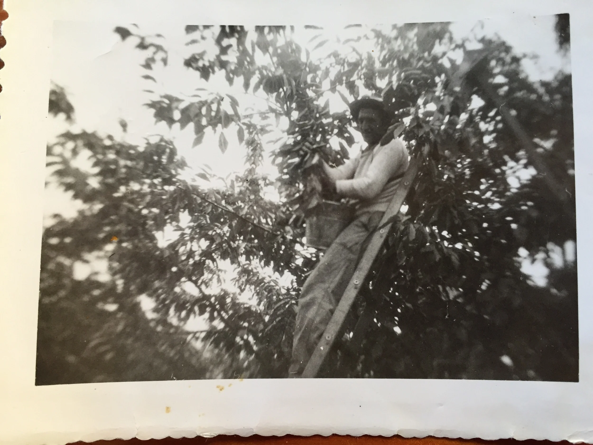 Grandpa busting it in an orchard. Back of the photo reads "Another day another $ /Maybe".