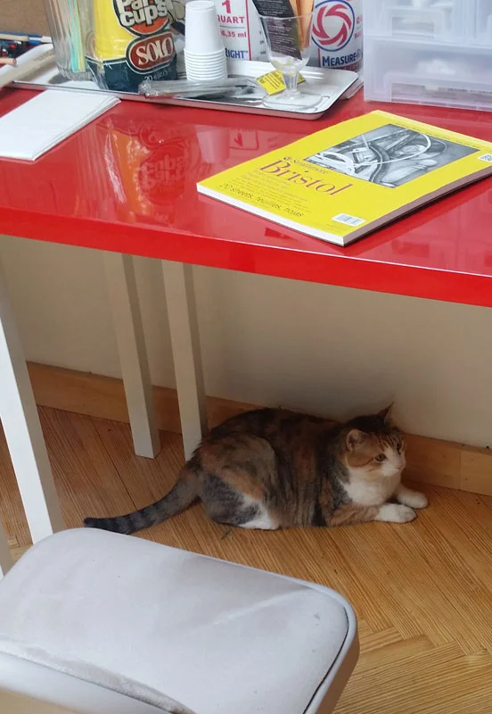 Cat's first day in the shop.