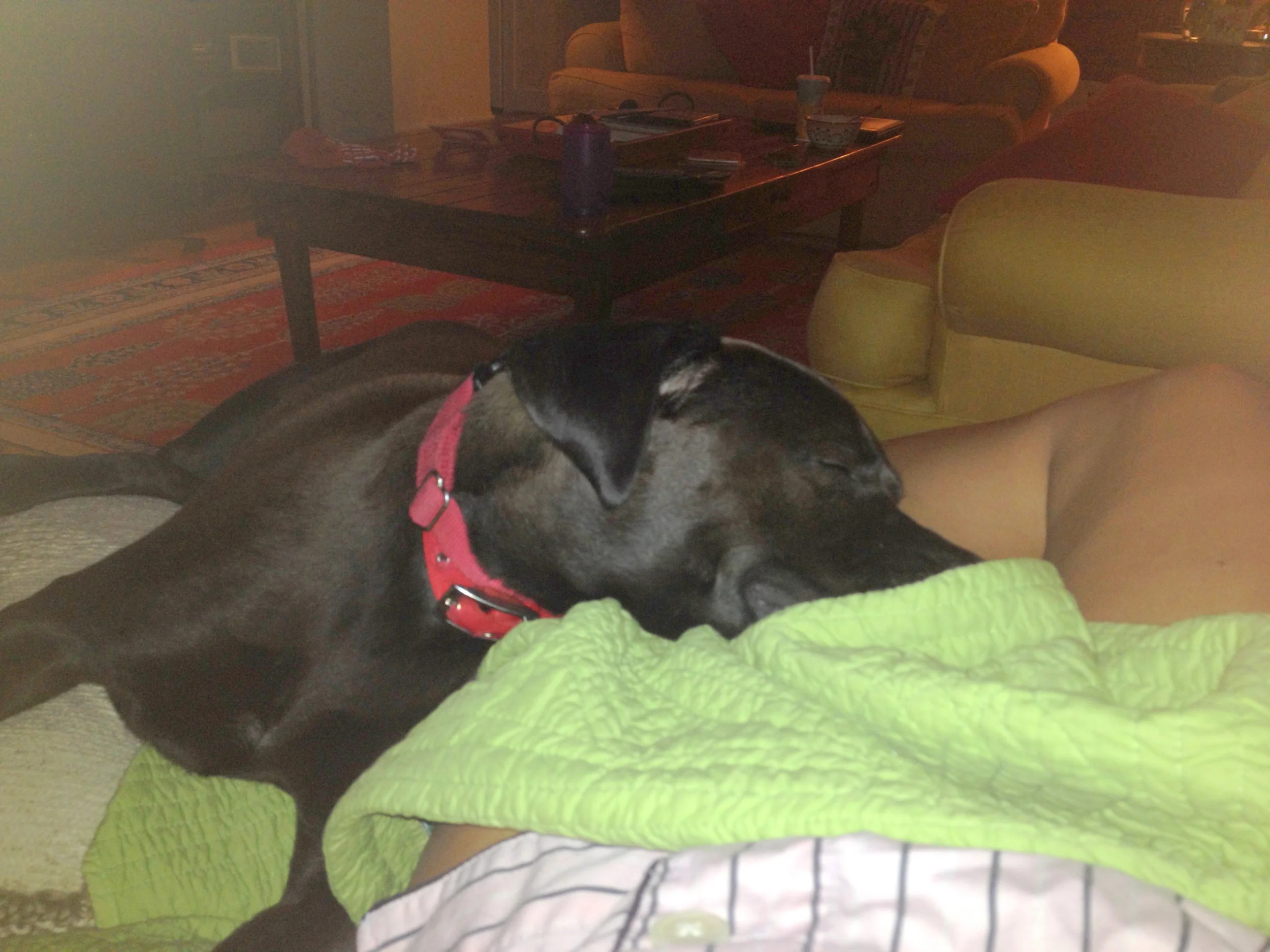 Day after recovery... Emmitt laying his sweet head on my healing tummy