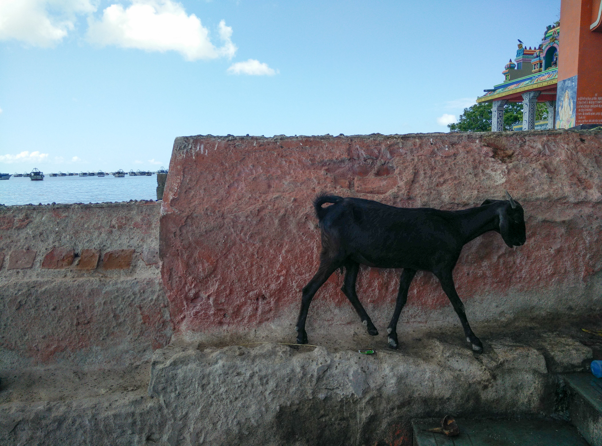 One of the many goats there to enjoy the bounty of this spot.