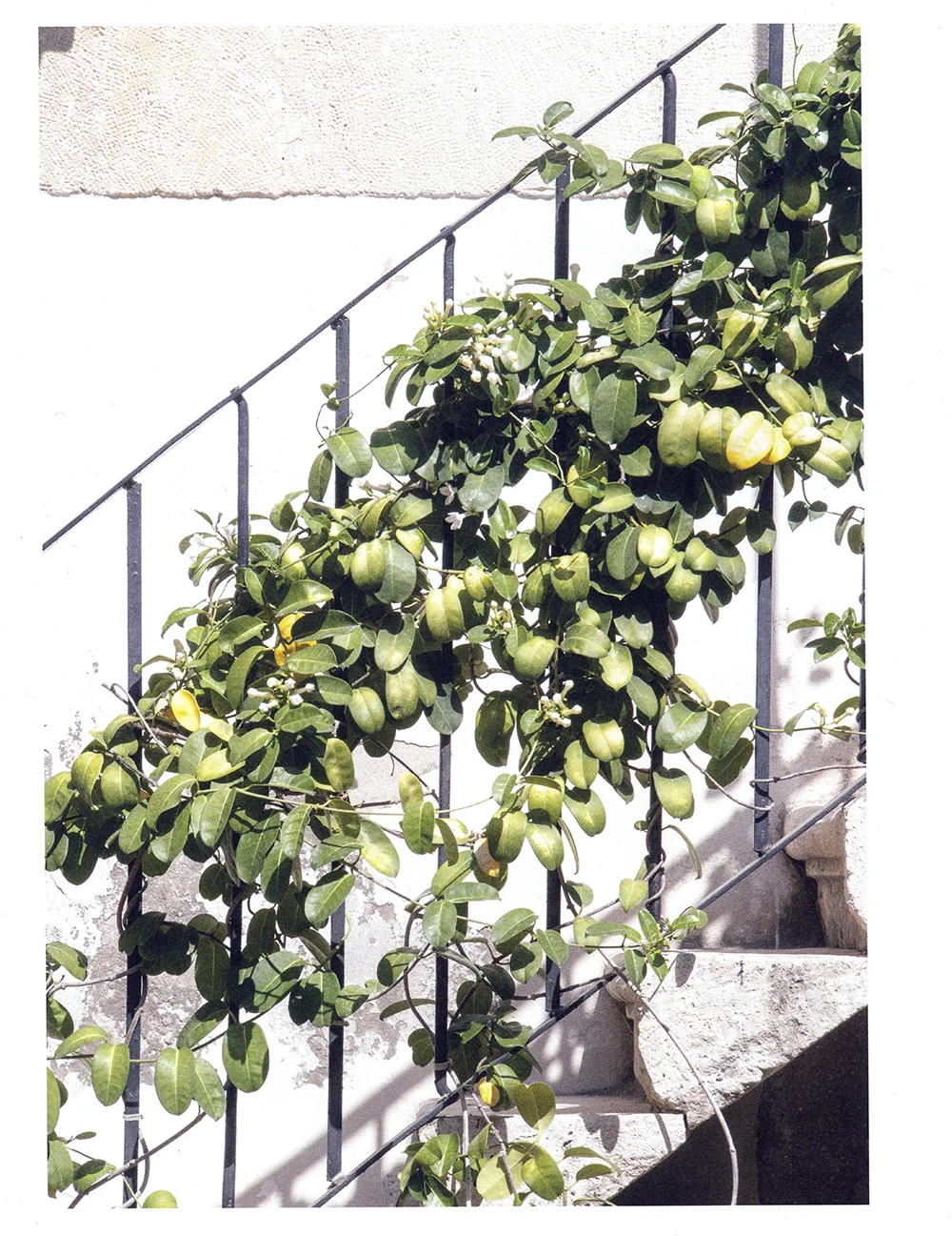 Lodestars Anthology Magazine - Issue 4, Italy © Renae Smith